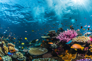 An underwater scene full of vibrant colors, with marine life including fish and coral, showcasing the biodiversity and beauty of a coral reef ecosystem