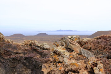 Curious barbary ground squirrel at volcano caldera Calderon Hondo, Fuerteventura, Atlantoxerus...
