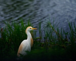 Cattle Egret with Breeding lore and plume