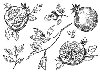 set of pomegranate fruits and leaves, vector drawing in sketch style. hand drawing, engraving