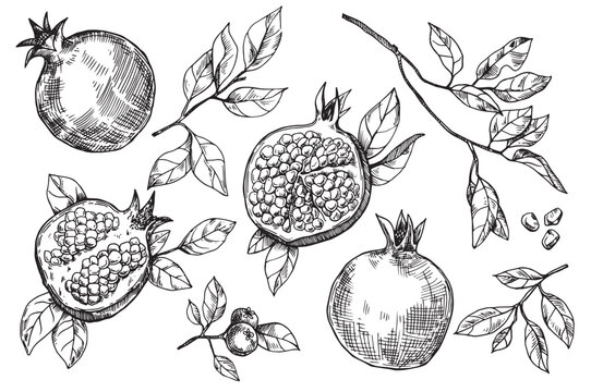 set of pomegranate fruits and leaves, vector drawing in sketch style. hand drawing, engraving