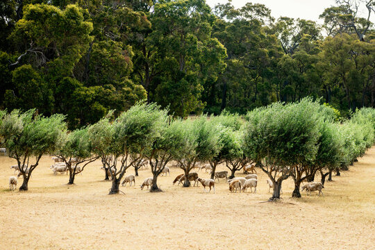Sheep grazing in olive grove in Margaret River region