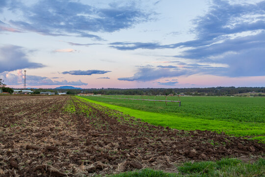 Alfalfa lucerne crop growing in farm paddock at dusk
