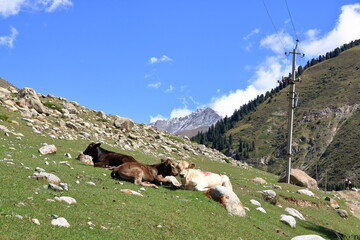kyrchyn Gorge in the north of Kyrgyzstan, Central Asia