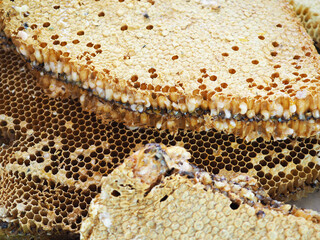 Honey beehive. Closeup photo, blurred.