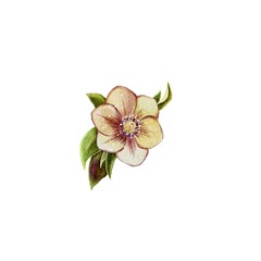 Watercolor set of hellebore flowers, hand drawn floral illustration isolated on white background