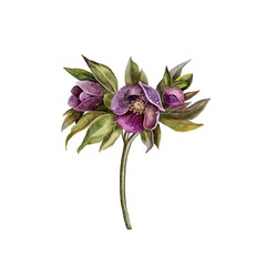 Watercolor set of hellebore flowers, hand drawn floral illustration isolated on white background