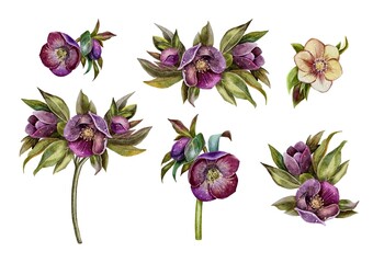 Watercolor set of hellebore flowers, hand drawn floral illustration isolated on white background