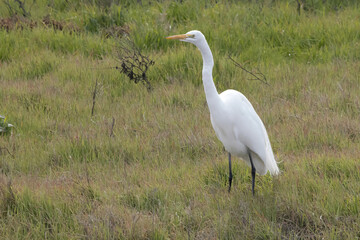 White Egret