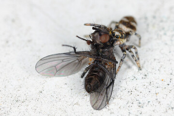 A jumping spider (Salticus scenicus) with a hunted fly on the windowsill.