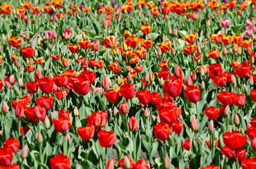 blooming tulips, planting of deep red bulb tulips