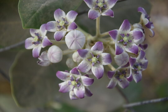 aak plant flower