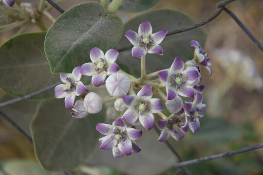aak plant flower