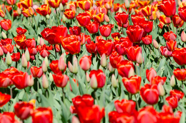 blooming tulips, planting of deep red bulb tulips