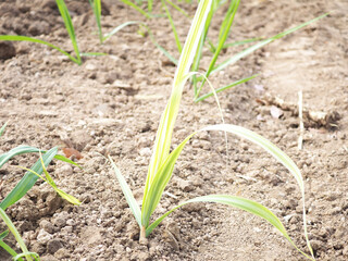 Sugarcane white leaf disease. Resulting in low productivity of sugar cane.