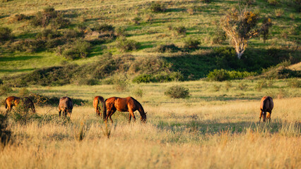 Horses in paddock at base of steep hill
