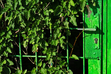 Beranktes grünes Garten Türchen