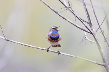 Male Bluethroat sitting on reeds close up