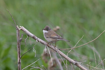Male Common whitethroat sitting on a tree branch in spring