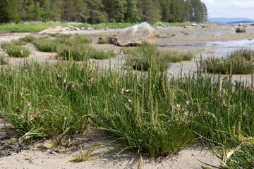 Big bush of Triglochin maritima in the littoral of the White Sea