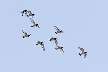 A flock of Eurasian oystercatchers flies against the sky