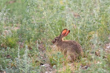 Big hare is sitting among the withered grass