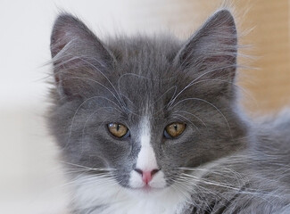 Porträt einer jungen blau-weißen Norwegischen Waldkatze