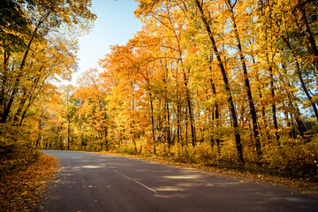 Obraz premium Road turning left in autumn forest. Winding road though the orange-leafed woods: golden autumn in deciduous forest filled with afternoon sun.