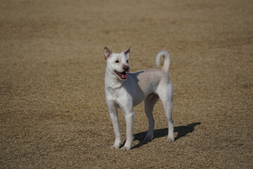White mixed breed dog out to walk in the park