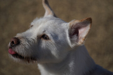 White mixed breed dog out to walk in the park