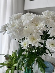 white bush Chrysanthemum in a vase . Homeplants. Floral background