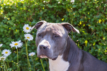 American Staffordshire Terrier Porträt