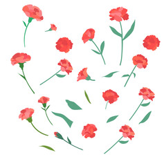 carnation