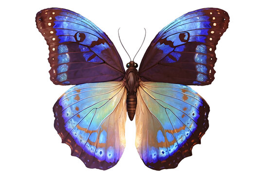 A blue morpho butterfly