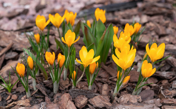 early spring yellow crocus flowers in bloom in a  garden