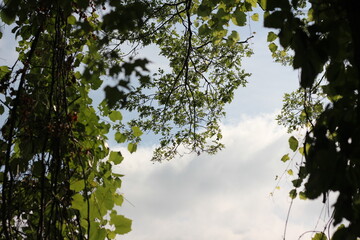 Leafy green tree branches reaching for the sky.
