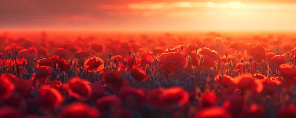 Fotobehang Beautiful field of red poppies in sunset light © ZayWin