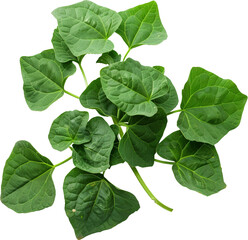 Sweet Potato Leaves, transparent background, isolated image, generative AI