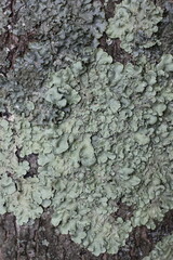 Green lichen growing on the tree.