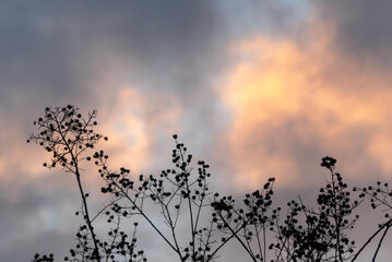 夕焼けの空に燃えるようなサルスベリの実のシルエット