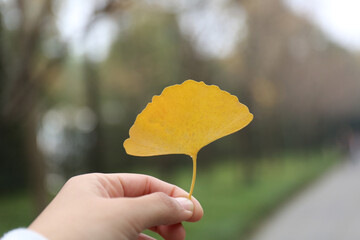 Ginkgo leaves in hand on blurred background, closeup of photo