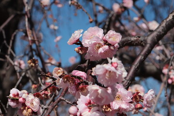 pink plum flower