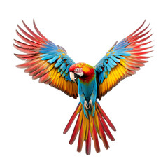 Fototapeta premium parrot isolated on white 