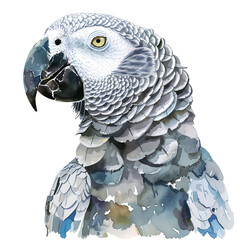 Obraz premium parrot isolated on white 