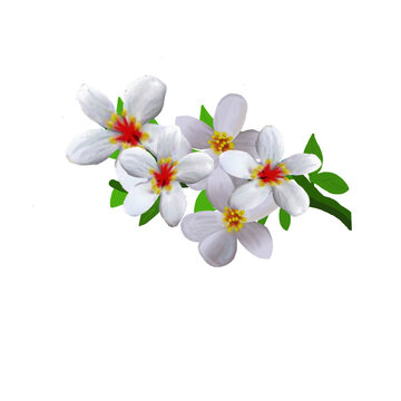 Tung blossom flower and leafs 