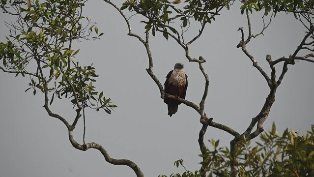 Brahminy kite perched on the tree while the wind blows in Sundarbans national park