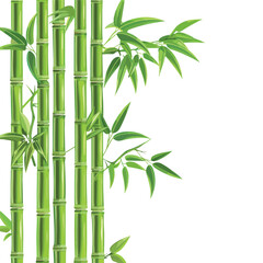 Fototapeta na wymiar Green bamboo trees. Bamboo stems with leaves on whi
