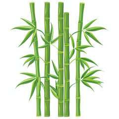 Fototapeta na wymiar Green bamboo trees. Bamboo stems with leaves on whi
