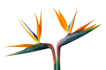 Exotic strelitzia flowers or bird of paradise isolated on white background, with clipping path for...