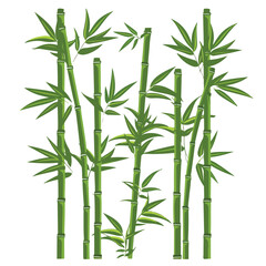 Green bamboo trees. Bamboo stems with leaves on whi - obrazy, fototapety, plakaty